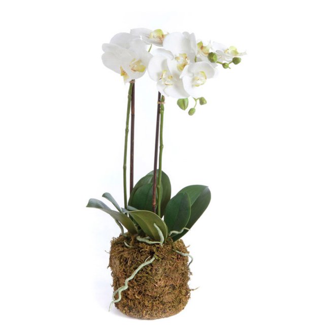 PHALAENOPSIS ORCHID DROP-IN 23"