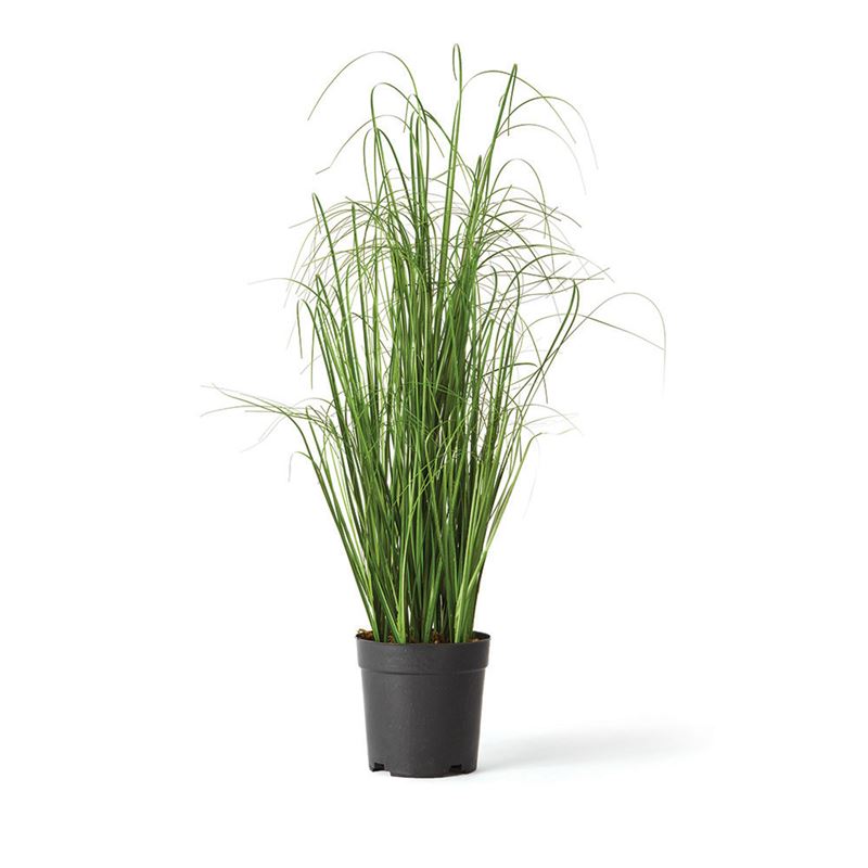 ONION GRASS DROP-IN 25"