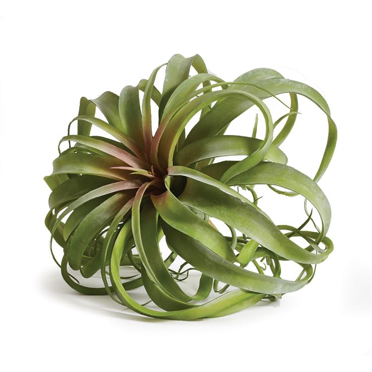 GRANDE TILLANDSIA 12.5"